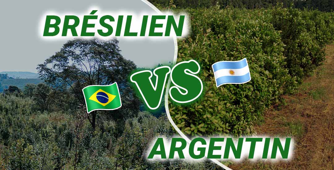 Maté argentin VS brésilien : les grandes différences.