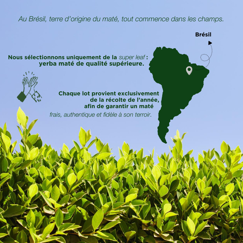 Fraté Maté Original Bio